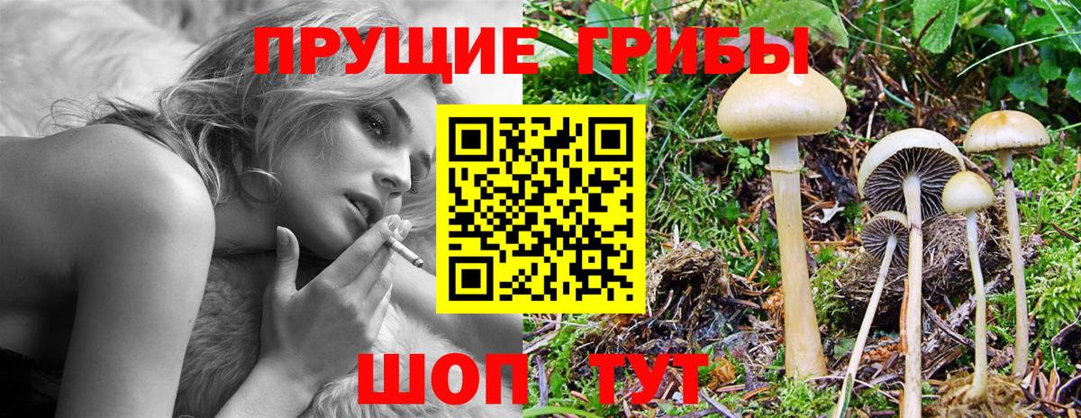 Галлюциногенные грибы Psilocybine cubensis Кохма